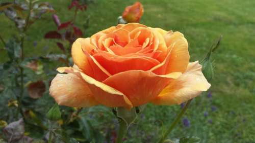 Rose Orange Flower Blossom Bloom Rose Bloom Open