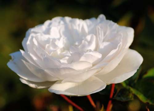 Rose White Blossom Bloom Nature Fragrant Plant