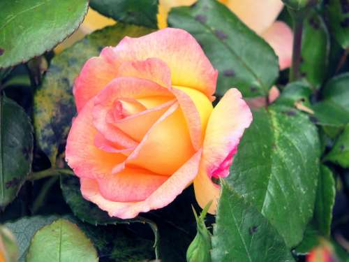 Rose Flower Beauty Leaves Pink Love Floral