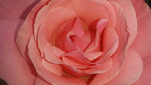 Rose Blossom Bloom Pink Flower