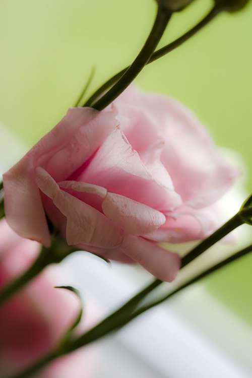 Rose Pink Leaf Flower Blossom Bloom Rose Rose