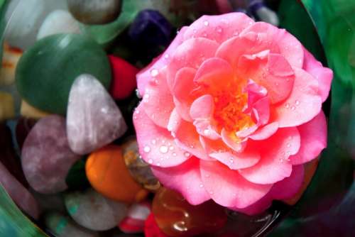 Rose Pink Flower Blossom Bloom