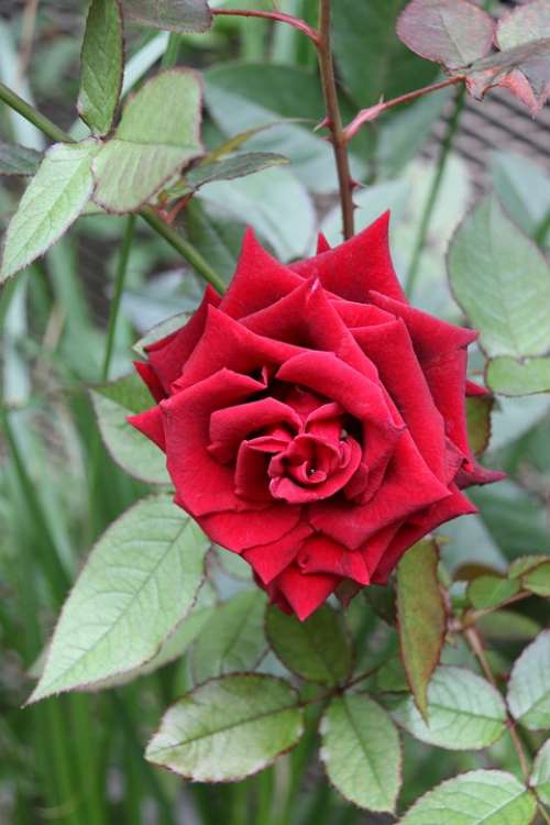 Rose Red Flower Nature Floral Plant Green