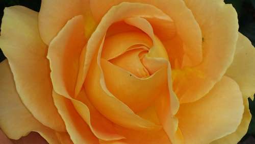 Rose Orange Flower Blossom Bloom Rose Bloom Bloom
