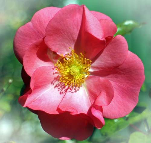 Rose Blossom Bloom Red Pink Tender Rose Bloom