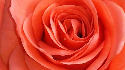 Rose Flower Red Blossom Bloom Love Romantic