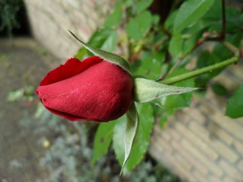 Rose Beautiful Red Bud Love Close Up