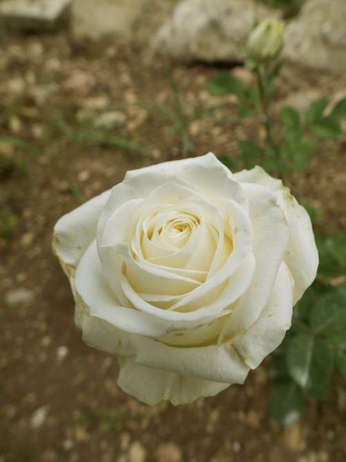 Rose White Melancholic Pretty Flower Blossom Sad