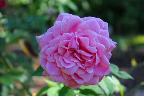 Rose Flower Nature Pink Blossom Blooming