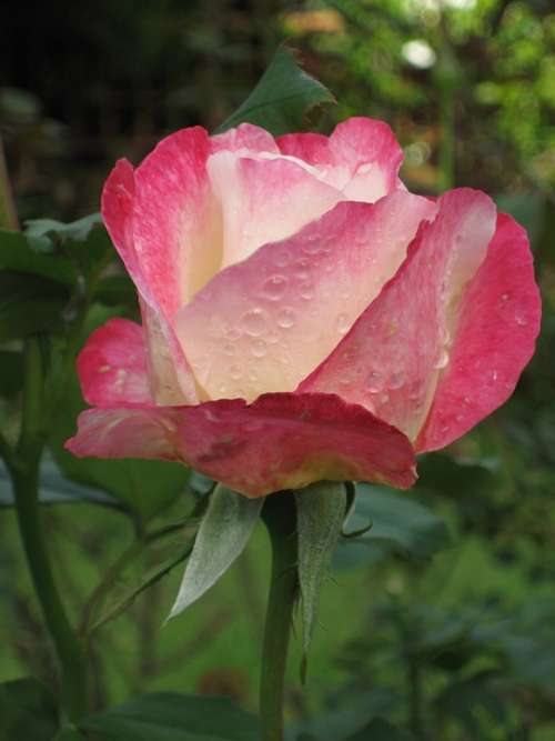 Rose Pink Thailand Garden Flower Bloom Blossom