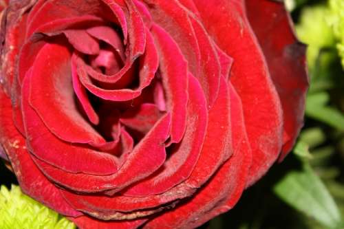 Rose Red Rose Bloom Blossom Bloom Fragrance