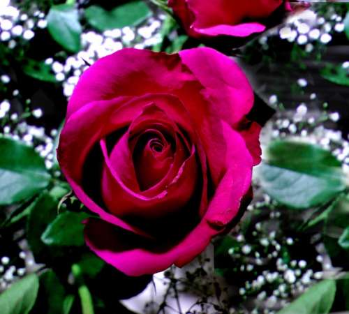 Rose Red Rose Bloom Romantic