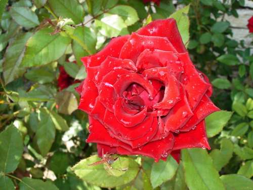 Rose Red Garden Blossom Flower Flora Bloom