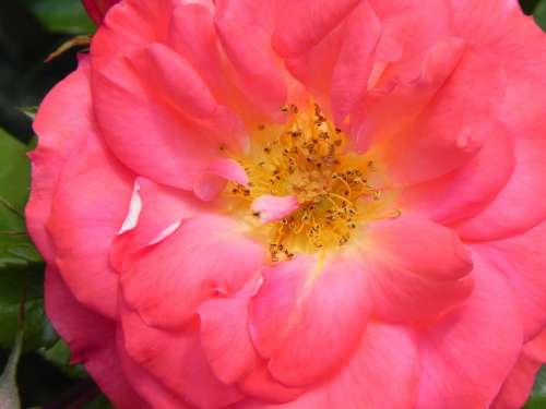 Rose Pink Flower Red Flora Nature Blossom Bloom
