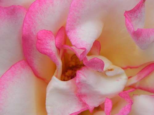 Rose Pink White Flower Blossom Bloom Plant Red