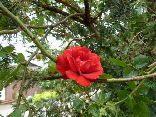 Rose Flower Red Nature Plant