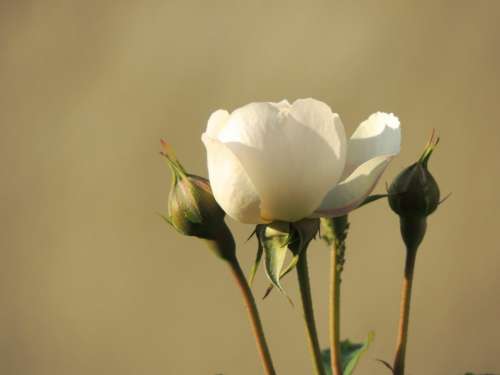 Rose White Blossom Bloom Bud Flower