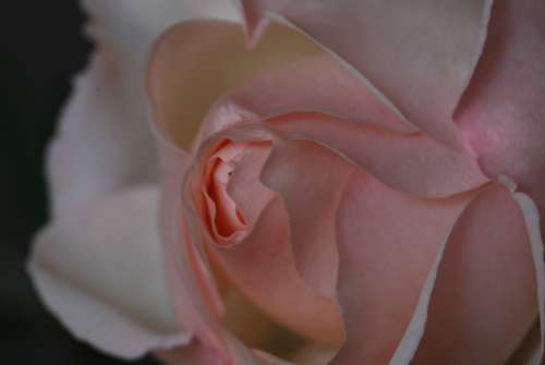 Rose Pink Blossom Bloom Flower Rose Bloom