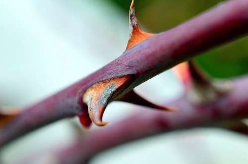 Rose Thorn Macro Plant Flower Nature