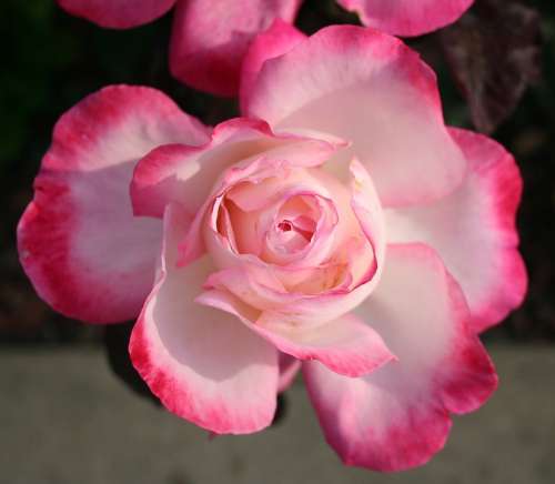 Rose Pink Petal Petals Flower Morning