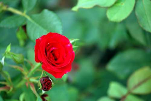 Rose Flower Sweetheart Variety Valentine Red Love