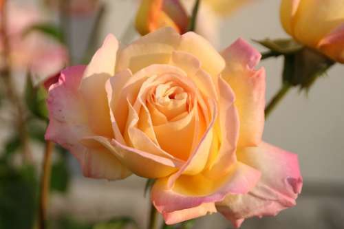 Rose Nature Plant Summer Love Purity Beauty
