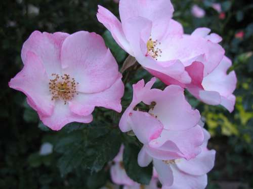 Rose Flower Roses Love Flora Pink Yellow Garden