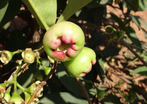 Rose Apple Syzygium Jambos Immature Fruit Tropical