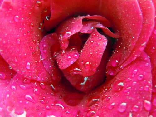 Rose Bloom Rose Pink Red Close Up Drop Of Water