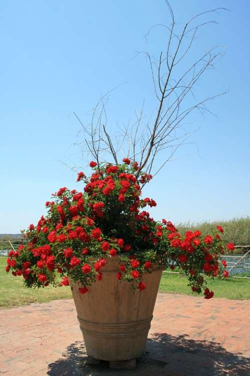Rose Bush Flowers Small Red Flourishing Pot Large