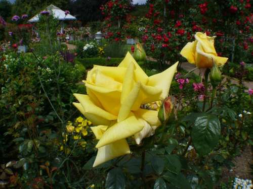 Rose Garden Roses Yellow Blossom Bloom Rose Bloom