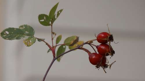 Rose Hip Bunch Rose Berry