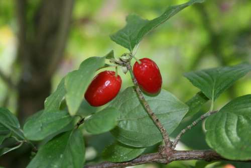 Rose Hip Sammelfrucht Fruit Red Branch Plant