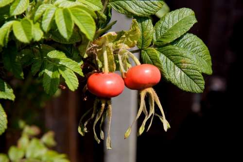 Rose Hip Rose Hips Fruit Rose Haw Rose Hep