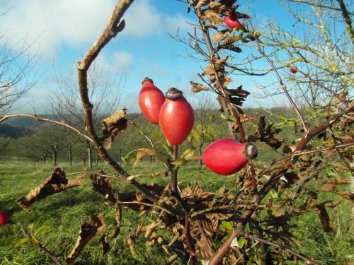 Rose Hip Red Wild Fruit Drug Medical Collect