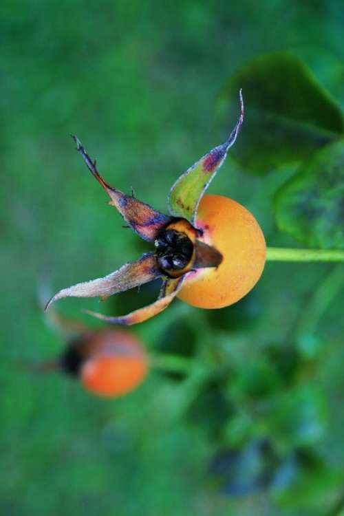 Rose Hip Hip Wild Brier Rose Orange Rose Apple