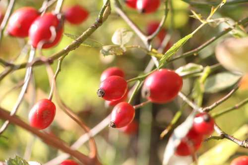 Rose Hip Red Autumn Fruit