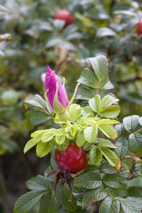 Rose Hip Red Summer Green Medicinal Plant Tee