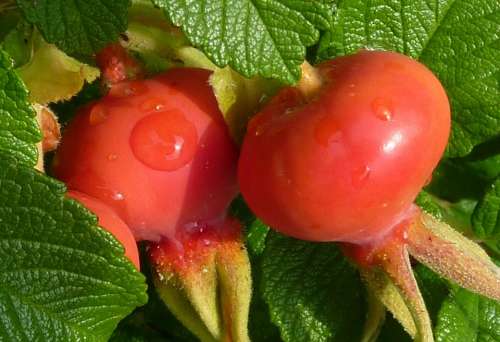 Rose Hip Rose Apples Red Plant Fruit Haegen Heép