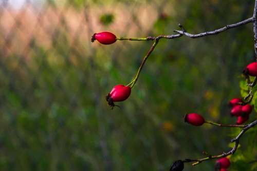 Rose Hip Red Color Nature Scrub Branch Fruit