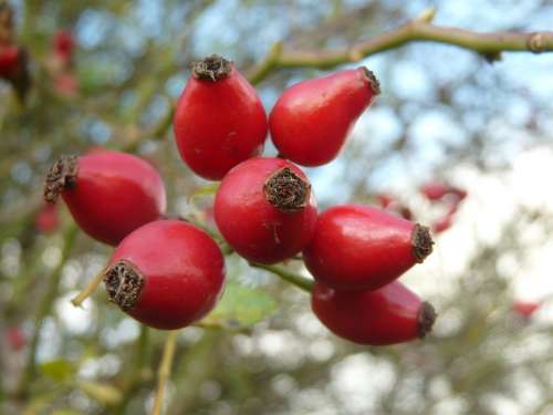 Rose Hip Fruit Nature Berries Bush Red