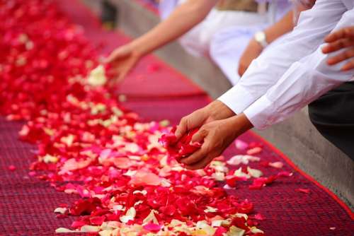 Rose Petals Buddhism People Thailand Floor