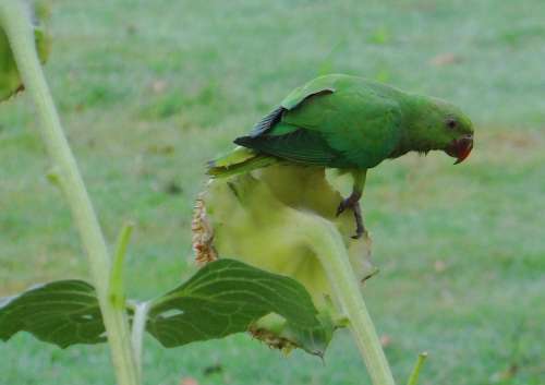 Rose-Ringed Parakeet Psittacula Krameri