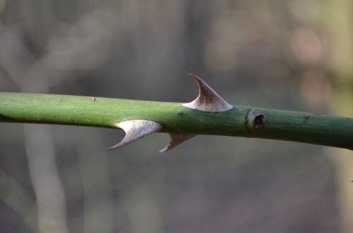 Rose Thorn Thorns Wild Rose Pointed