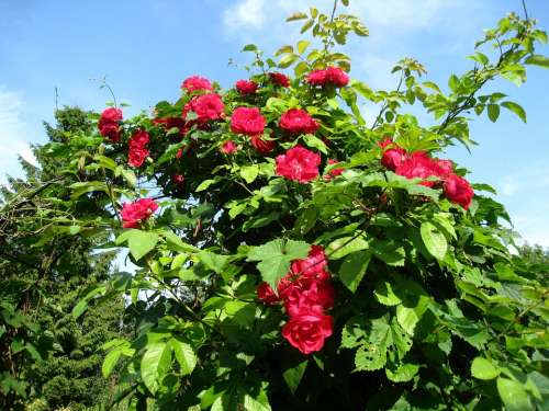 Rose Trellis Roses Red Sky Blue Blue Leaf Green