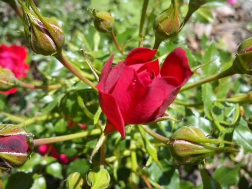 Rosebud Red Rose