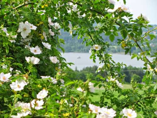 Rosebush Blossom Spring Lake Colors Landscape