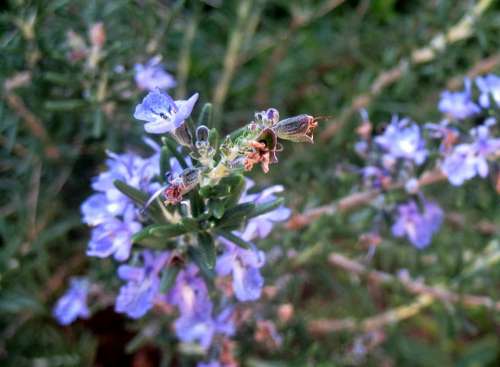 Rosemary Herb Pungent Purple Blue Danty Flowers