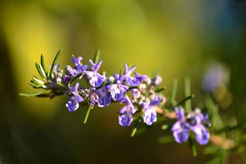 Rosemary Flower Provence Violet Green Nature