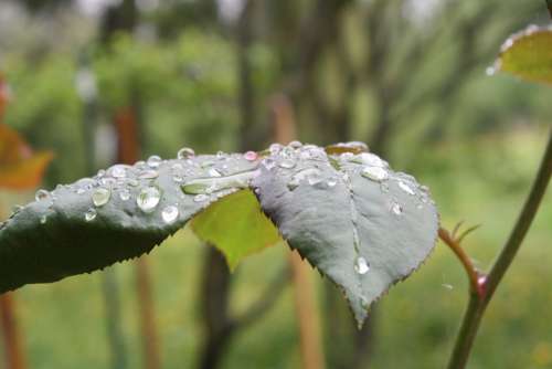 Rosenblatt Nature Rain Drop Of Water Raindrop